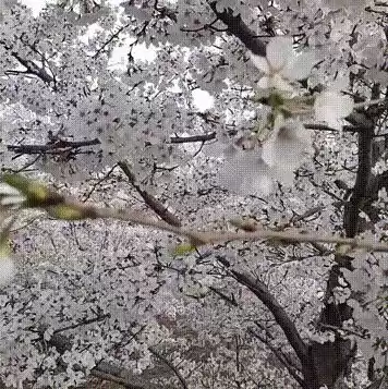 樱花服务器网址是多少，樱花云服务器免费网站嘿嘿服务器