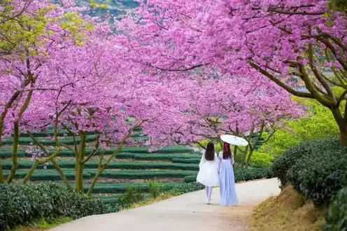 日本樱花服务器下载安装，日本樱花服务器下载