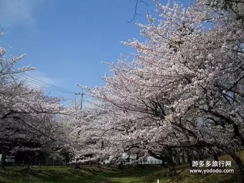 日本樱花服务器sakura哦在家，樱花服务器地址