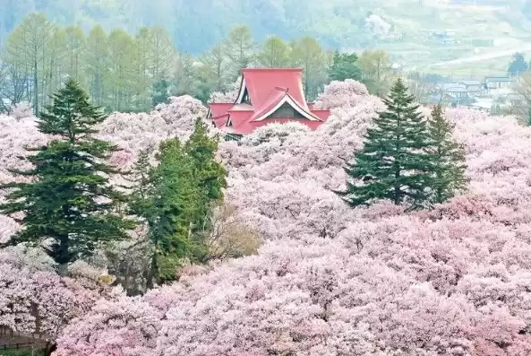 日本樱花服务器吧，免费樱花服务器推荐