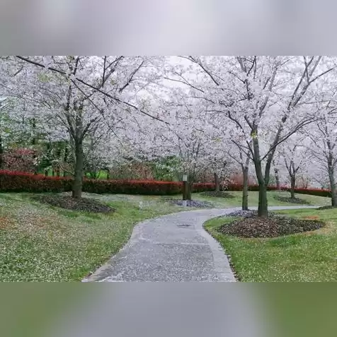 樱花服务器网址是多少，樱花云服务器免费网站免费入口在线看