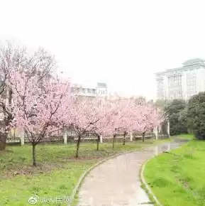 樱花服务器错误怎么办，樱花服务器错误