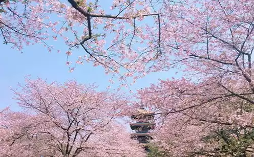 三日本樱花服务器，日本樱花服务器推荐