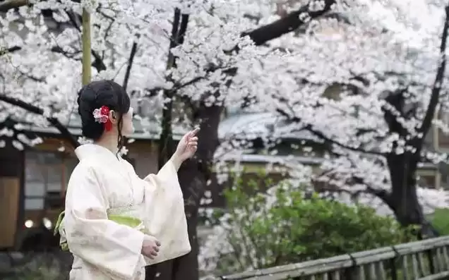 日本樱花服务器sakura哦在家，日本樱花服务器地址