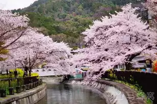 日本樱花服务器sakura哦在家，樱花服务器能玩什么