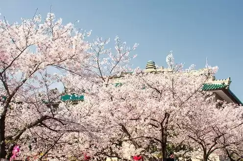 三日本樱花服务器，日本樱花云服务器免费