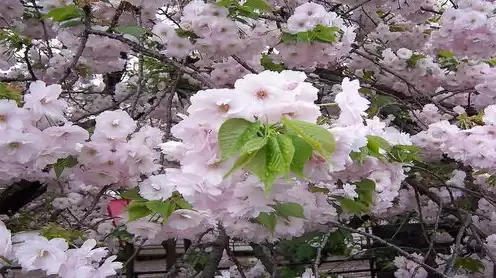 日本樱花服务器sakura哦在家，日本樱花云服务器网站人口