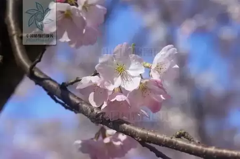 彼岸樱花日常番，樱花彼岸服务器