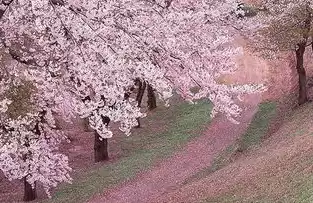 彼岸樱花日常番，樱花彼岸服务器