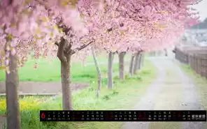 彼岸樱花日常番，樱花彼岸服务器