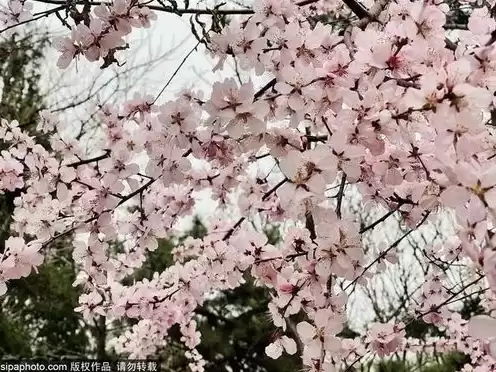 日本樱花云服务器桃花，日本樱桃花云南服务器免费网站