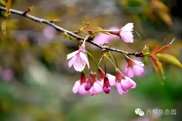 日本樱花云服务器桃花，日本樱桃花云南服务器免费网站