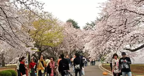 日本樱花服务器sakura哦在家，樱花服务器多少钱