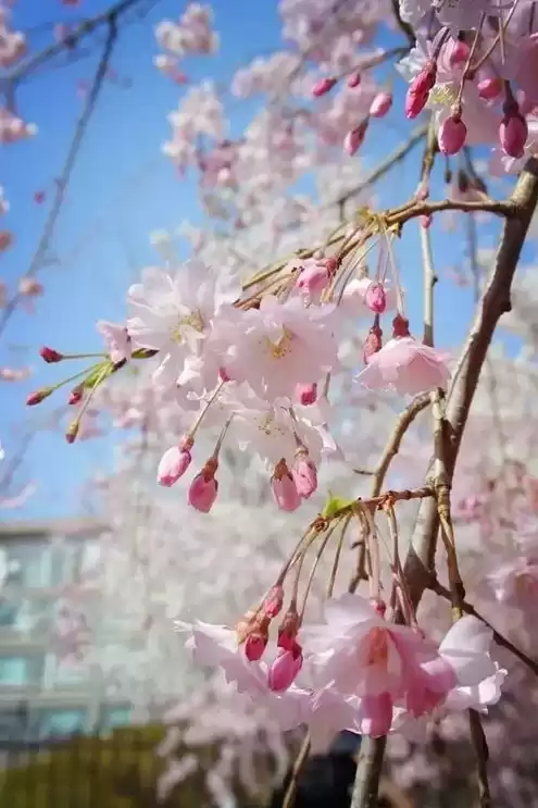 日本樱花服务器sakura哦在家，樱花服务器地址