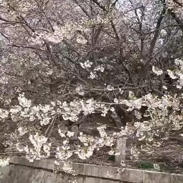 樱花云服务器搭建方法视频，樱花云服务器搭建方法