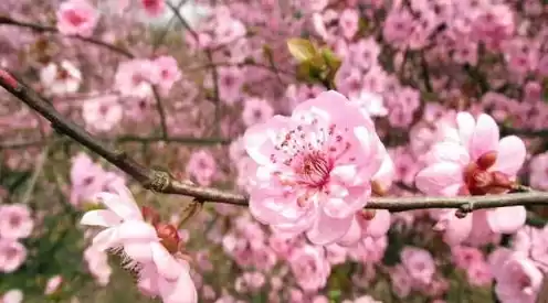 日本樱花云服务器桃花，日本樱花云服务器