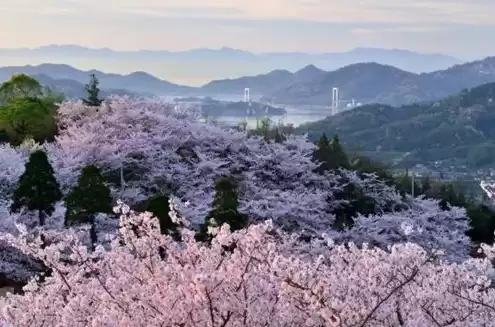 日本樱花服务器下载，日本樱花服务器igao