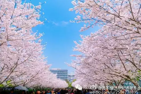 探索日本樱花云服务器，免费体验畅游云端之旅