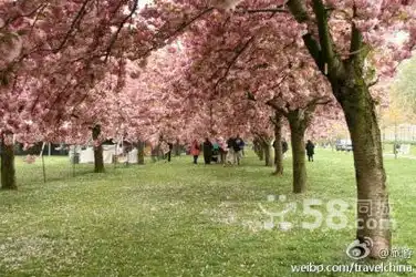 樱花在线服务器，日本樱花免费服务器，畅游动漫世界的秘密基地