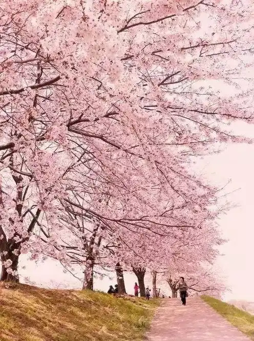 日本樱花云服务器免费网站，探索云端之美的独特之旅