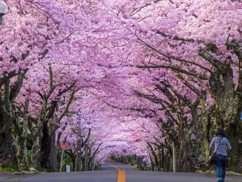 日本樱花服务器sakura哦在家，探秘日本樱花云服务器，Sakura Cloud轻松搭建个性化网站之旅