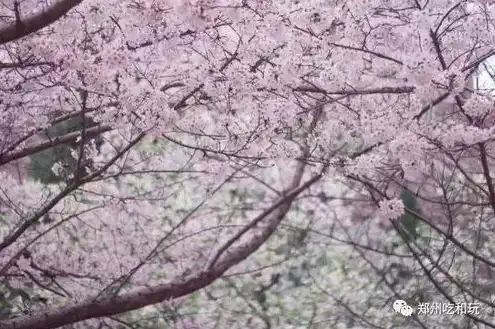 日本樱花服务器sakura哦在家，探秘日本樱花云服务器，Sakura Cloud轻松搭建个性化网站之旅