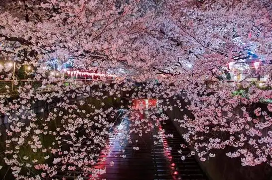 日本樱花服务器吧，穿越樱花飘舞的梦境，日本樱花服务器带你领略永久之境