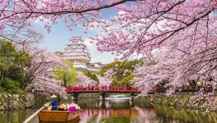 日本樱花服务器吧，穿越樱花飘舞的梦境，日本樱花服务器带你领略永久之境