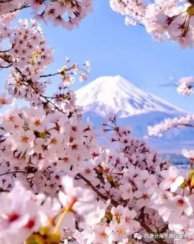 日本樱花云服务器免费网站，探索云端之美，共享樱花之韵