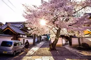 日本樱花服务器下载安装教程，日本樱花服务器下载安装教程，轻松搭建个性化游戏环境