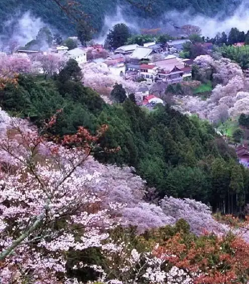 日本樱花服务器地址，深度解析日本樱花云服务器，地址解析、优势特点及应用场景