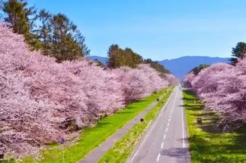 日本樱花服务器地址，深度解析日本樱花云服务器，地址解析、优势特点及应用场景