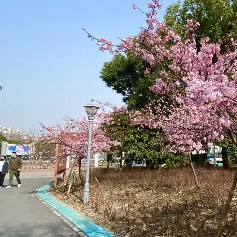 樱花服务器怎么了，樱花服务器使用指南，解锁高效便捷的云端体验