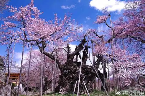 日本樱花服务器地址，日本樱花云服务器免费体验之旅，探索亚洲樱花之美，尽享云端高效服务！