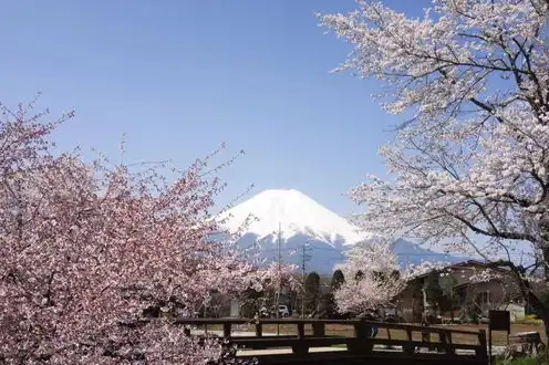 日本樱花服务器地址，日本樱花云服务器免费体验入口揭秘高效稳定的云端之旅