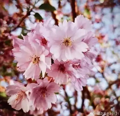 日本樱花服务器sakura哦在家，探秘日本樱花服务器，体验sakura哦在家，感受日本樱花盛开的浪漫