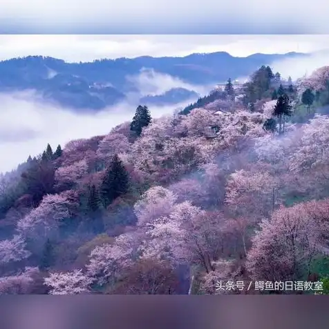 日本樱花云服务器网站地址，日本樱花云服务器，打造专属您的云端世界，尽享樱花之下的极速体验！