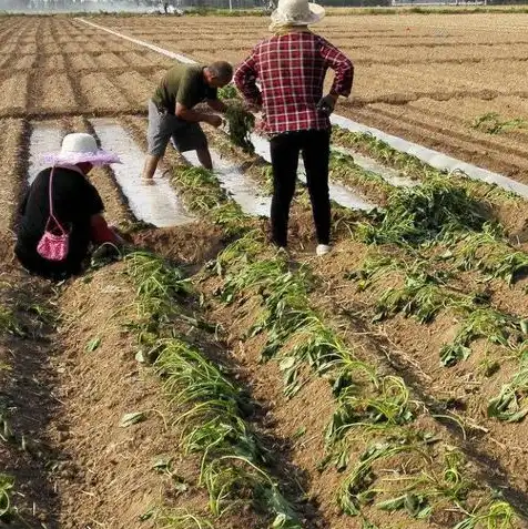 对象存储的特点是什么和什么，深入解析对象存储的特点与应用