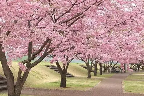 日本樱花服务器下载安装教程，日本樱花服务器下载安装详细教程，轻松开启您的游戏之旅