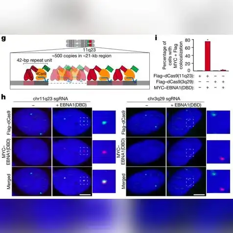 云服务器 chip-seq，云服务器在ChIP-seq数据分析中的应用，技术挑战与创新策略