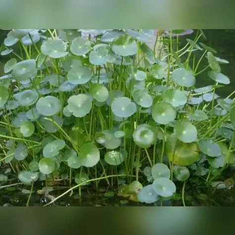 水冷电脑主机需要换水吗，水冷电脑主机换水攻略，深度解析水冷系统维护与保养