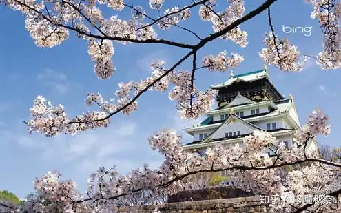 日本樱花服务器是什么，日本樱花云服务器，桃花源般的虚拟空间，打造个性化视频体验