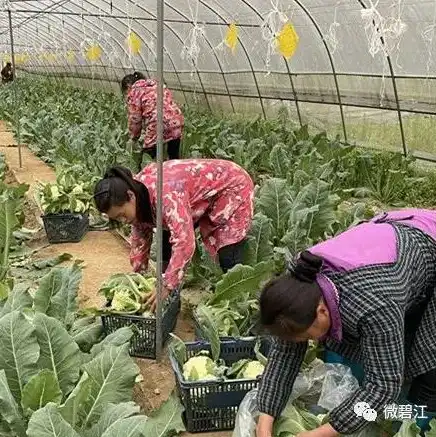 碧江区学生资助管理中心，碧江区学生营养餐智慧云综合服务平台，助力学生健康成长，构建和谐校园