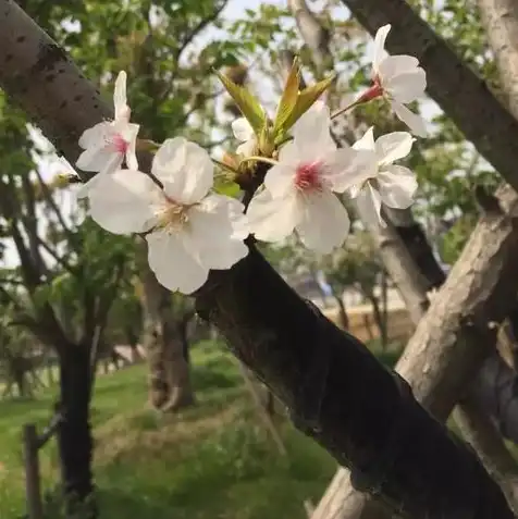 日本樱花是不是桃花，探寻日本樱花之谜，揭秘其与云南樱桃花的渊源与区别