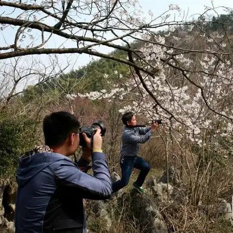 日本樱花是不是桃花，探寻日本樱花之谜，揭秘其与云南樱桃花的渊源与区别