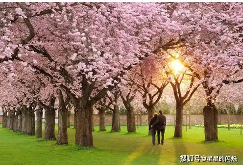 樱花服务器崩了，樱花服务器崩塌，回忆与反思，我们曾共度的美好时光