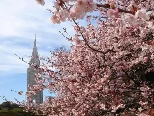 日本樱花服务器地址，日本樱花云服务器免费体验，带你领略跨洋速度与激情