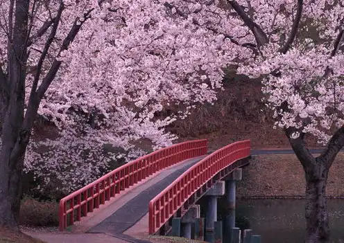 樱花服务器地址查询，樱花服务器地址探秘，全方位解析日本樱花网络世界的奥秘