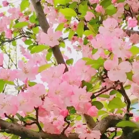 日本樱花和樱桃花的区别，日本樱花与樱桃花，一场跨越国度的花语之旅