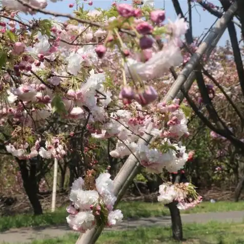 日本樱花和樱桃花的区别，日本樱花与樱桃花，一场跨越国度的花语之旅